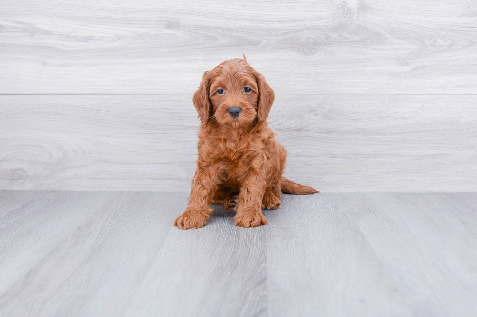 Cockapoo Pup Being Cute