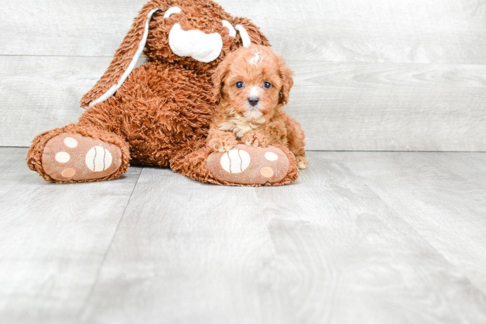 Cavapoo Puppy for Adoption