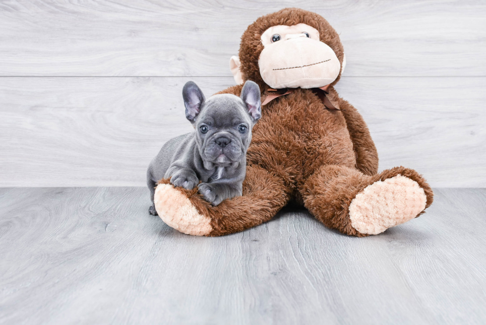 Happy Frenchie Purebred Puppy