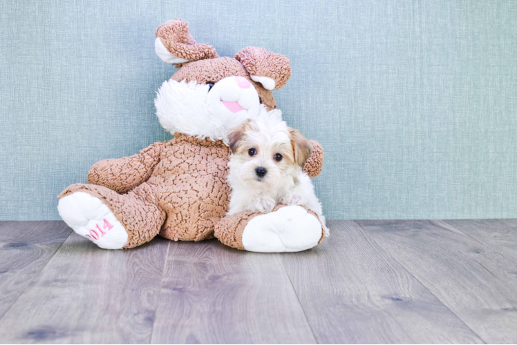 Playful Yorkie Designer Puppy