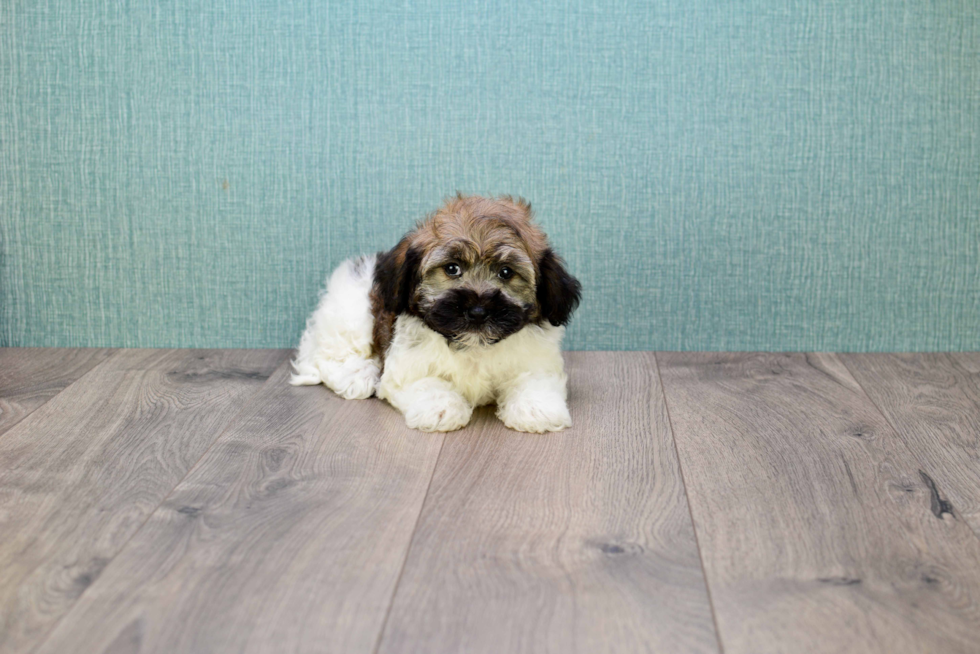 Havanese Puppy for Adoption