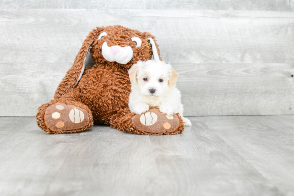 Funny Maltipoo Poodle Mix Pup