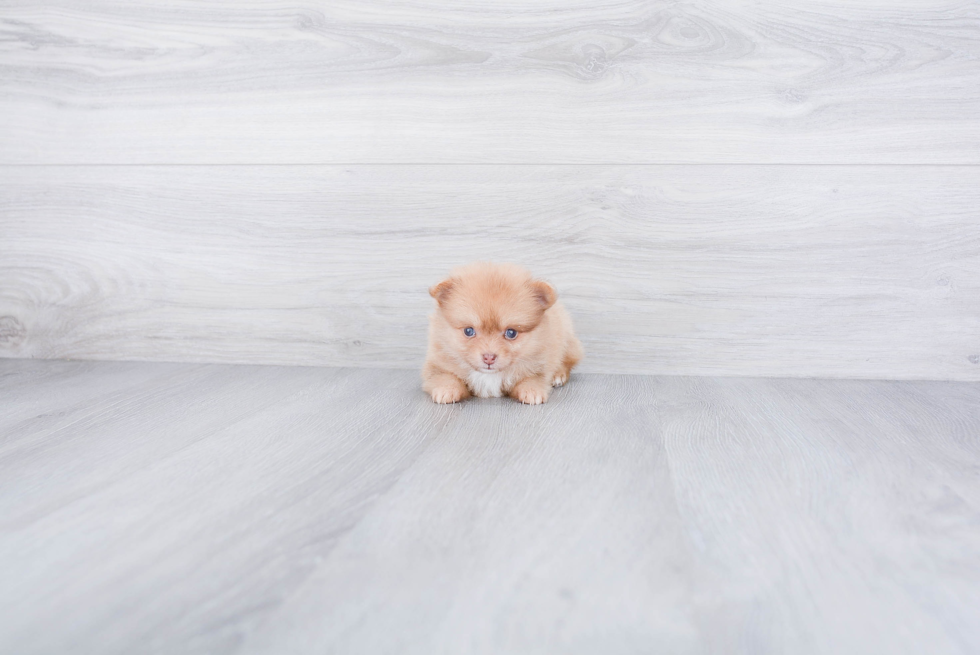 Popular Pomeranian Purebred Pup