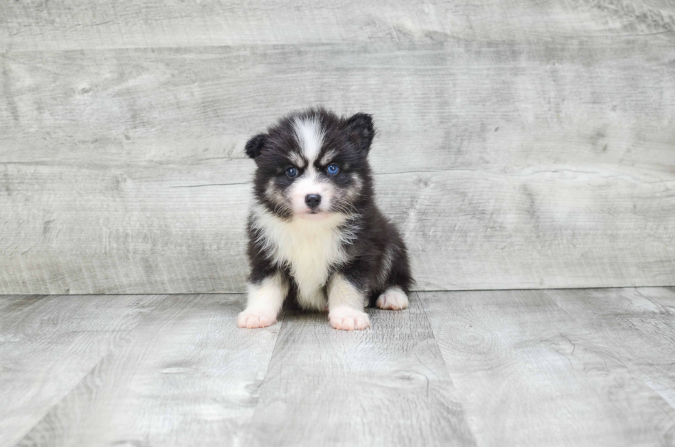 Funny Pomsky Designer Pup