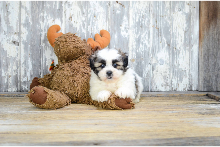 Teddy Bear Puppy for Adoption