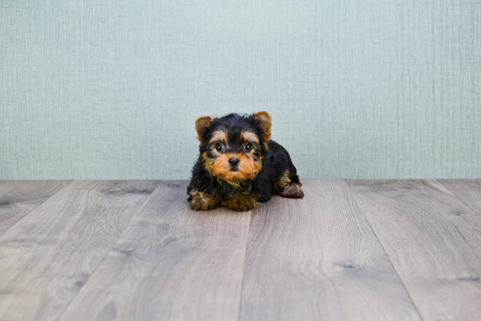 Meet Beckham - our Yorkshire Terrier Puppy Photo 