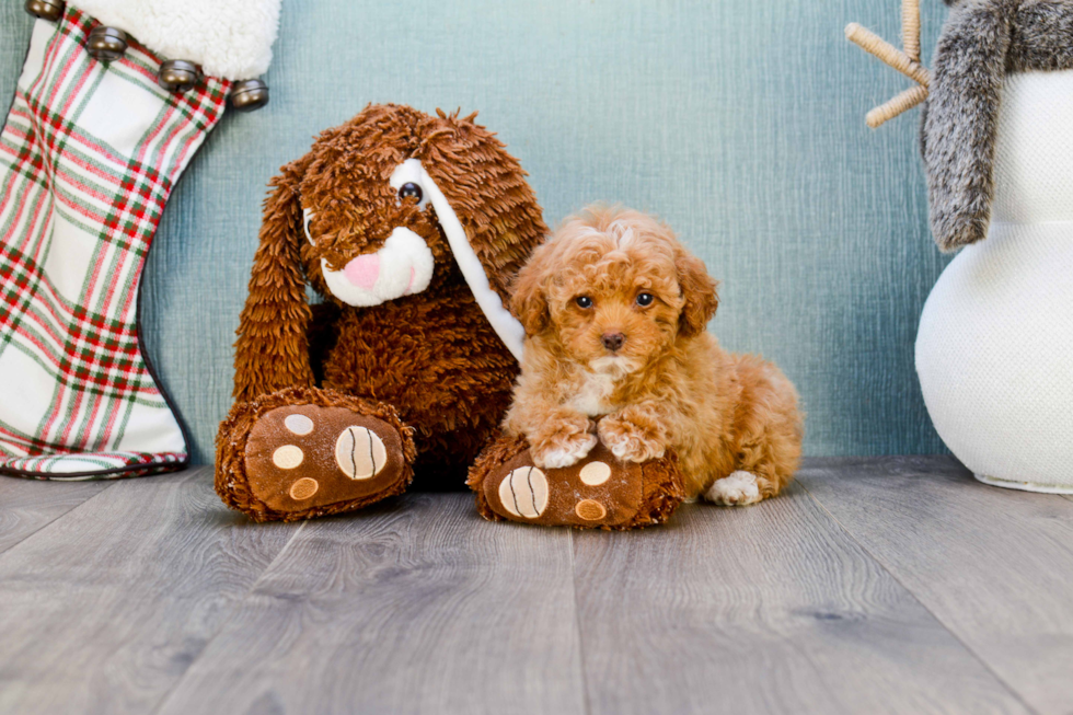 Funny Poodle Purebred Pup