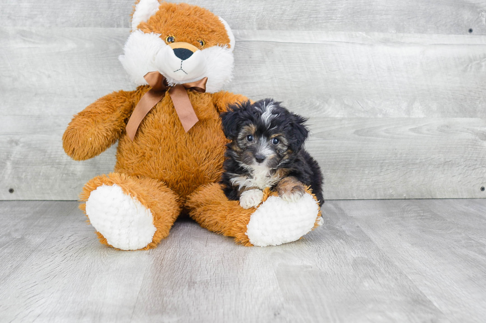 Playful Aussiepoo Poodle Mix Puppy