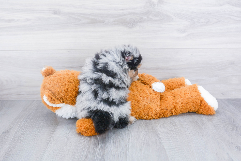 Fluffy Pomeranian Purebred Puppy