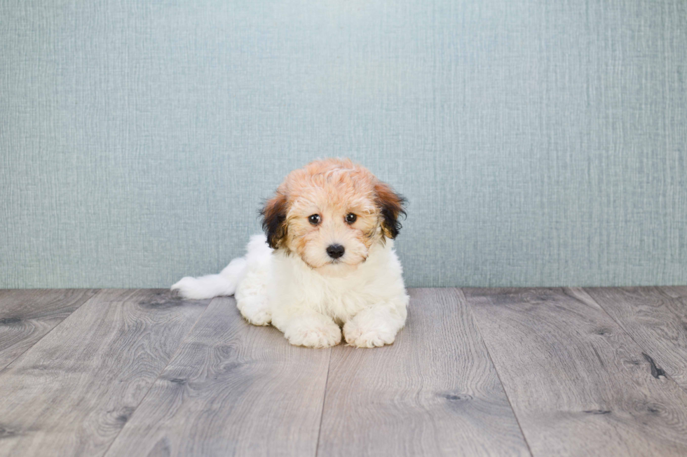 Havanese Pup Being Cute