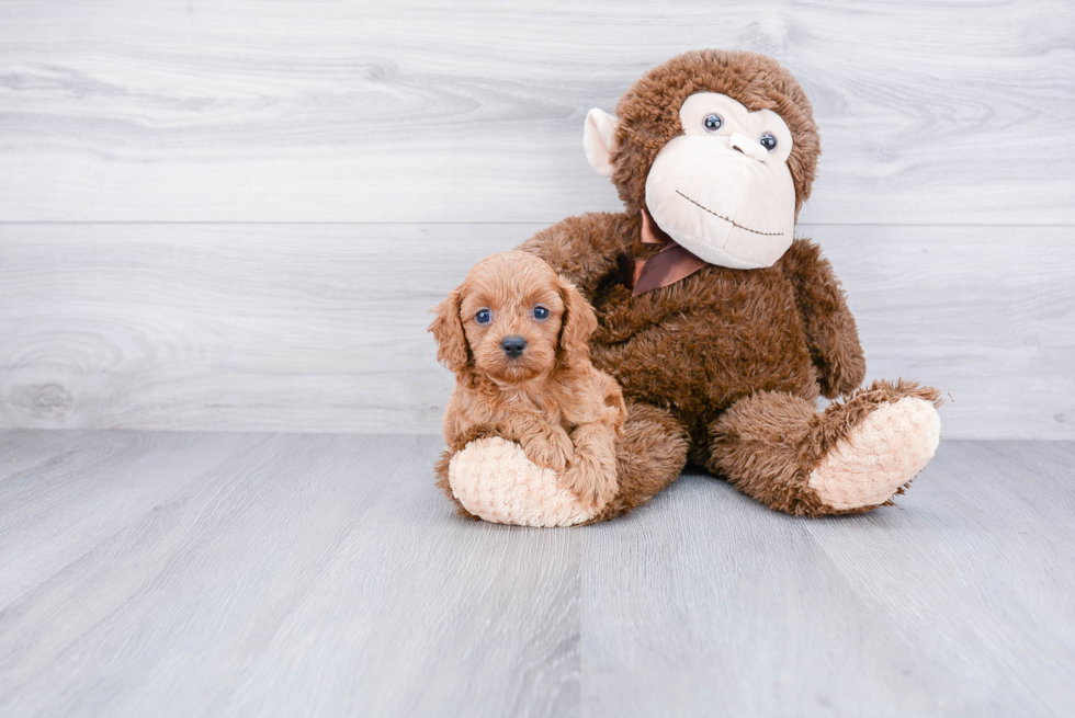 Cavapoo Pup Being Cute