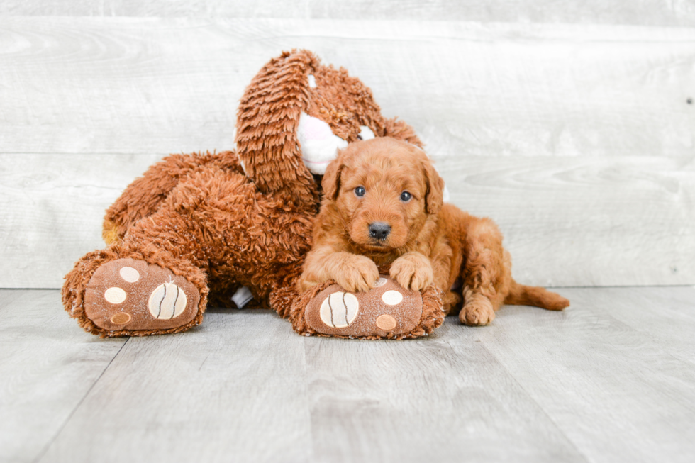 Mini Goldendoodle Pup Being Cute