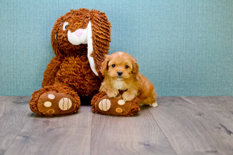 Best Cavapoo Baby