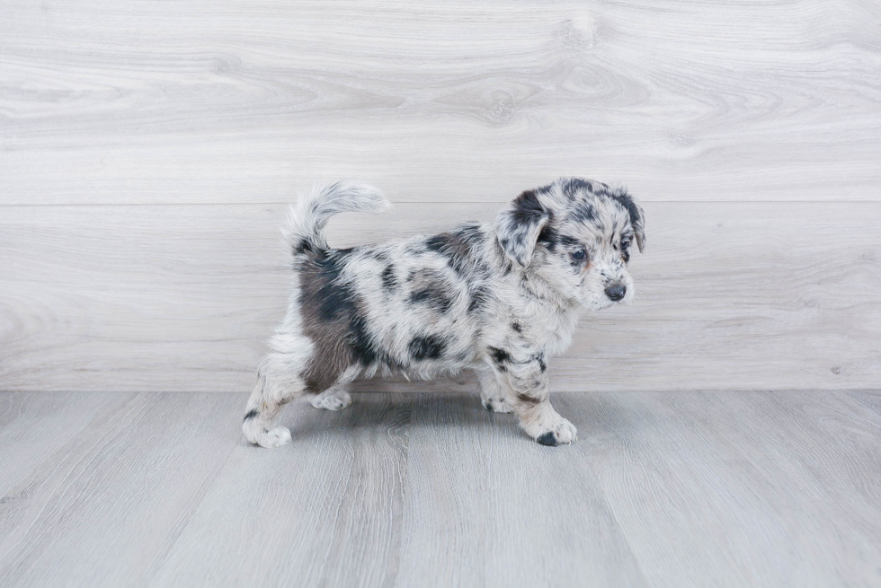 Smart Mini Aussiedoodle Poodle Mix Pup