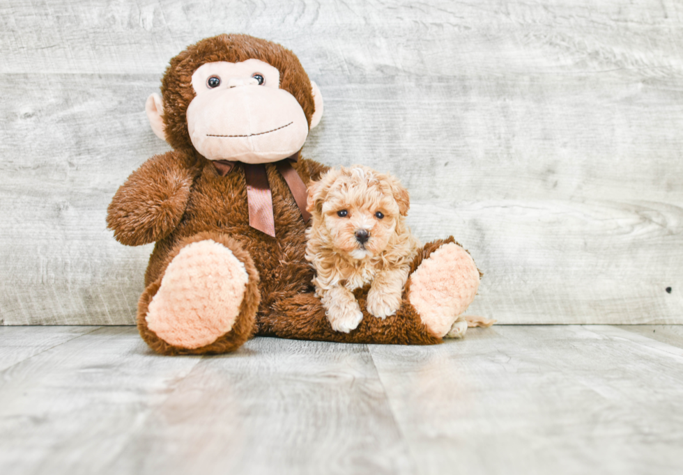 Happy Maltipoo Baby