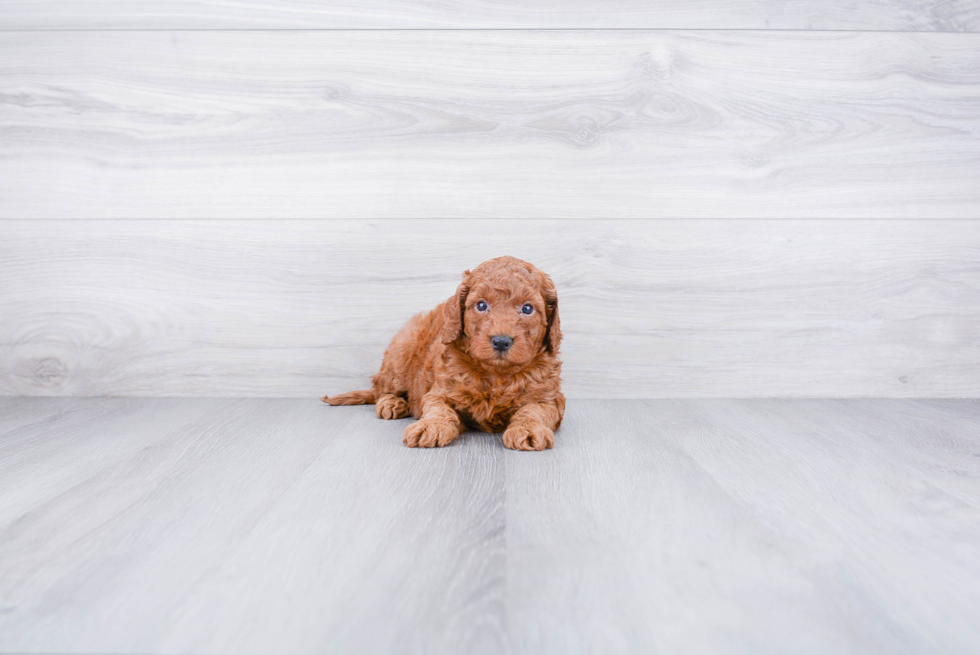 Petite Mini Goldendoodle Poodle Mix Pup