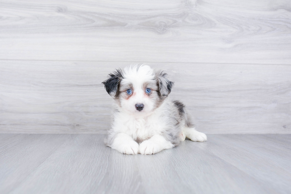 Mini Aussiedoodle Puppy for Adoption