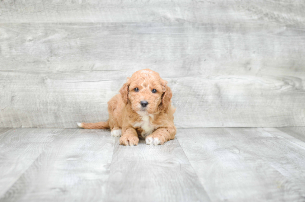 Adorable Golden Retriever Poodle Mix Puppy