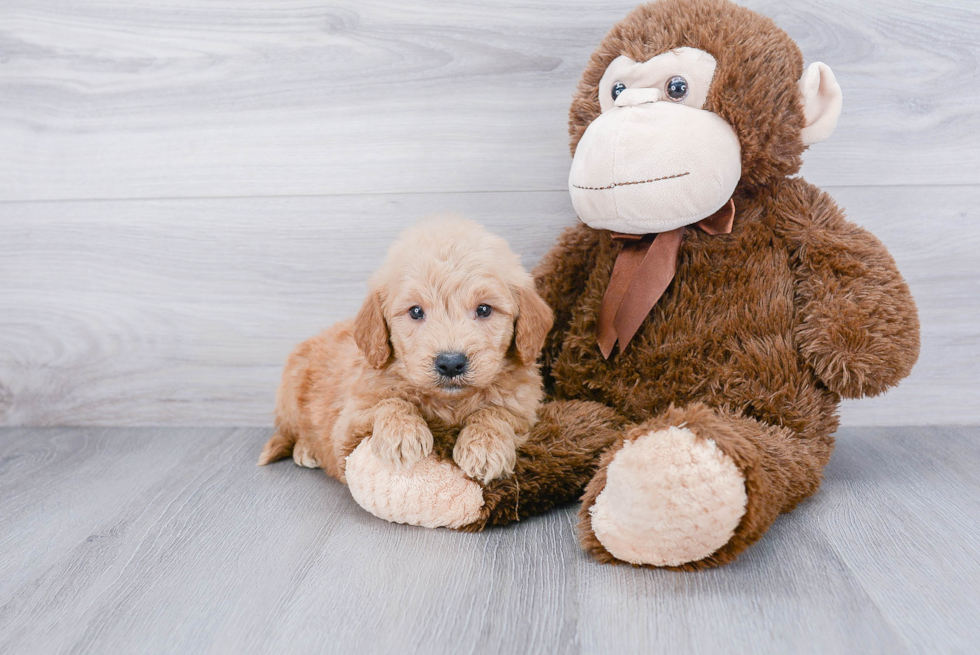 Mini Goldendoodle Puppy for Adoption