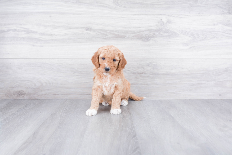Mini Goldendoodle Pup Being Cute