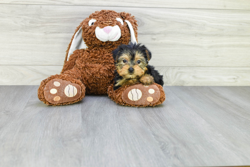 Meet Giselle - our Yorkshire Terrier Puppy Photo 