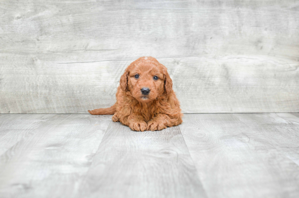 Mini Goldendoodle Puppy for Adoption