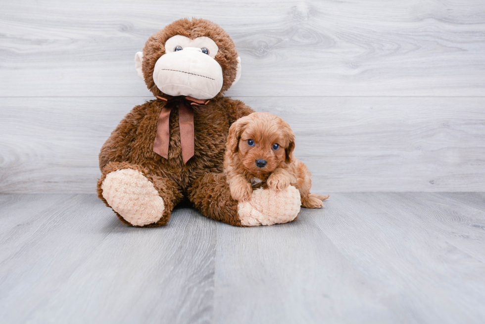 Best Cavapoo Baby