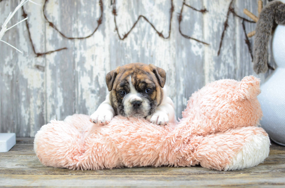 English Bulldog Puppy for Adoption