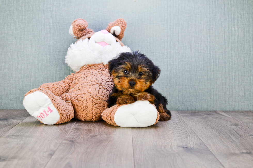 Meet Zimmy - our Yorkshire Terrier Puppy Photo 