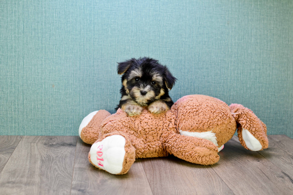 Morkie Puppy for Adoption