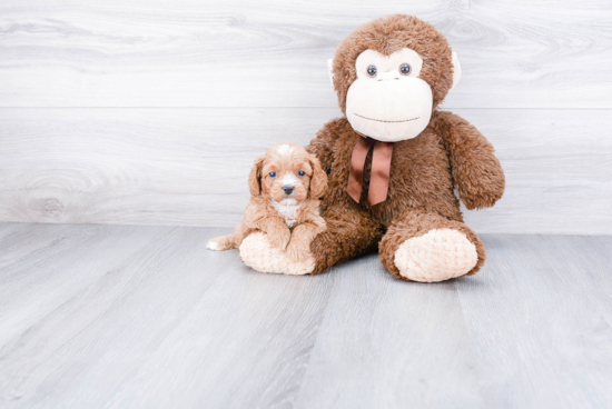 Cavapoo Puppy for Adoption