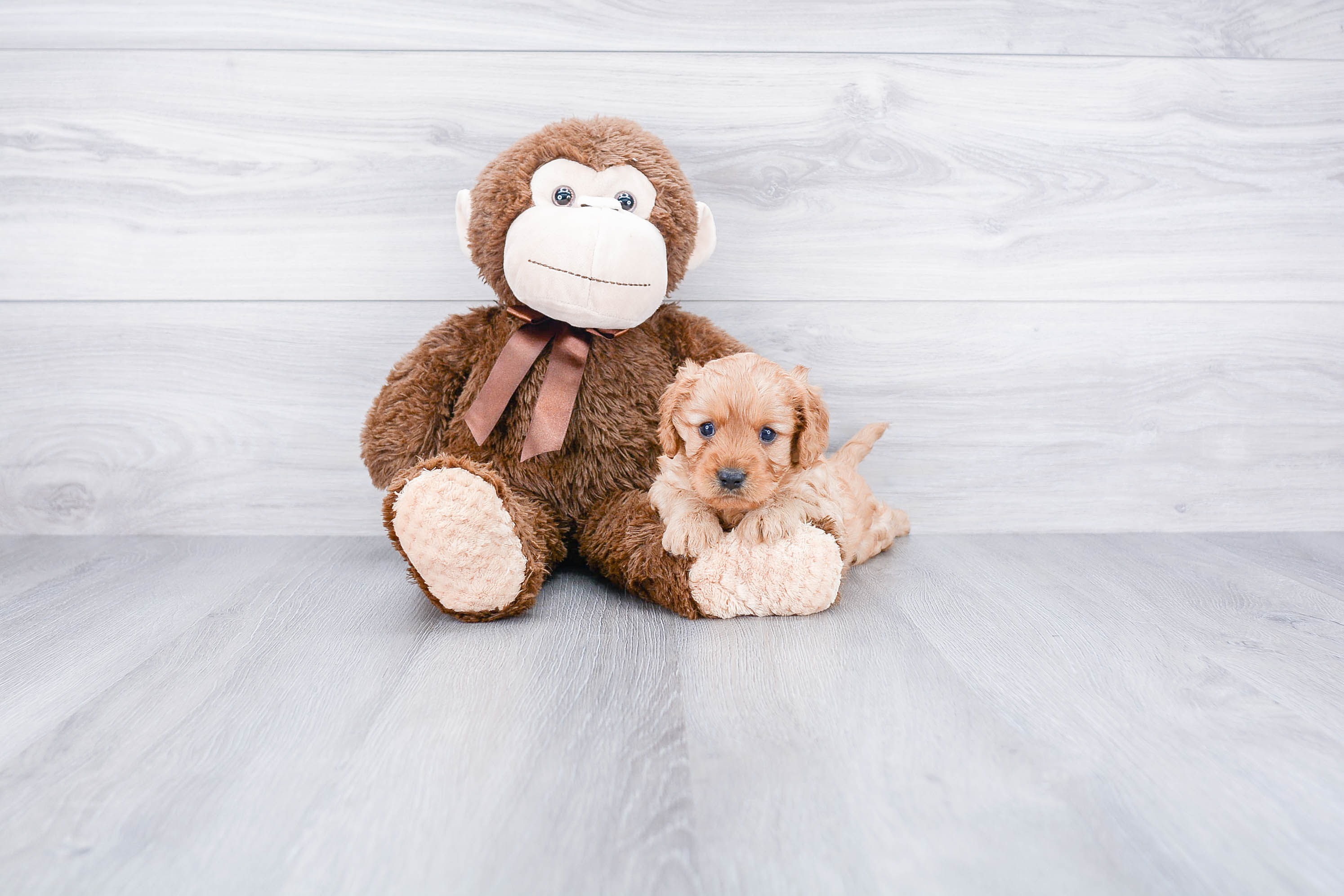 Funny Cavapoo Poodle Mix Pup