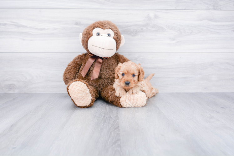 Funny Cavapoo Poodle Mix Pup