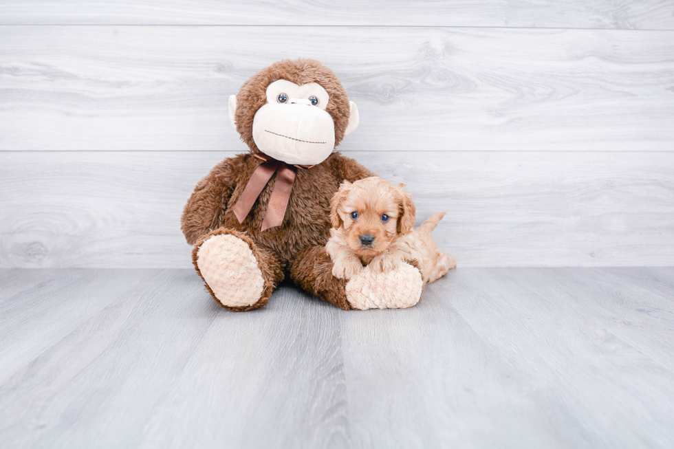 Funny Cavapoo Poodle Mix Pup