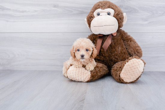 Best Maltipoo Baby