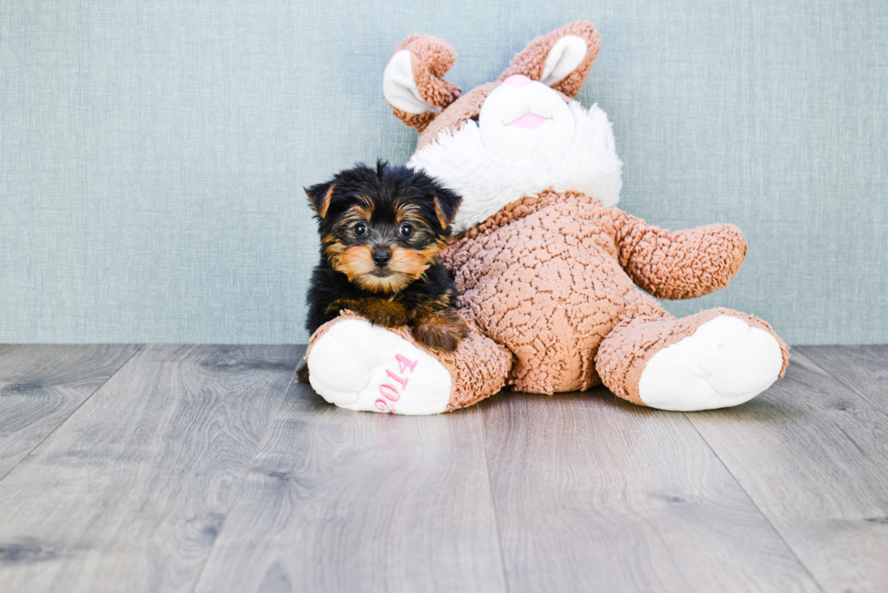 Meet Timmy - our Yorkshire Terrier Puppy Photo 