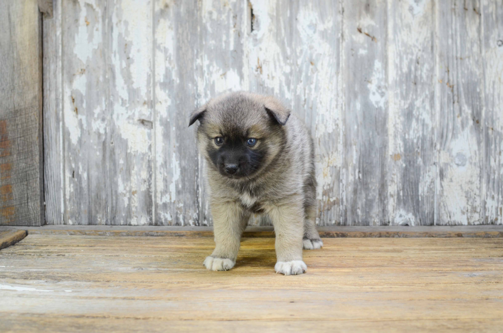 Funny Pomsky Designer Pup