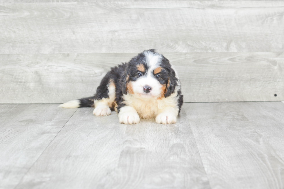 Best Mini Bernedoodle Baby