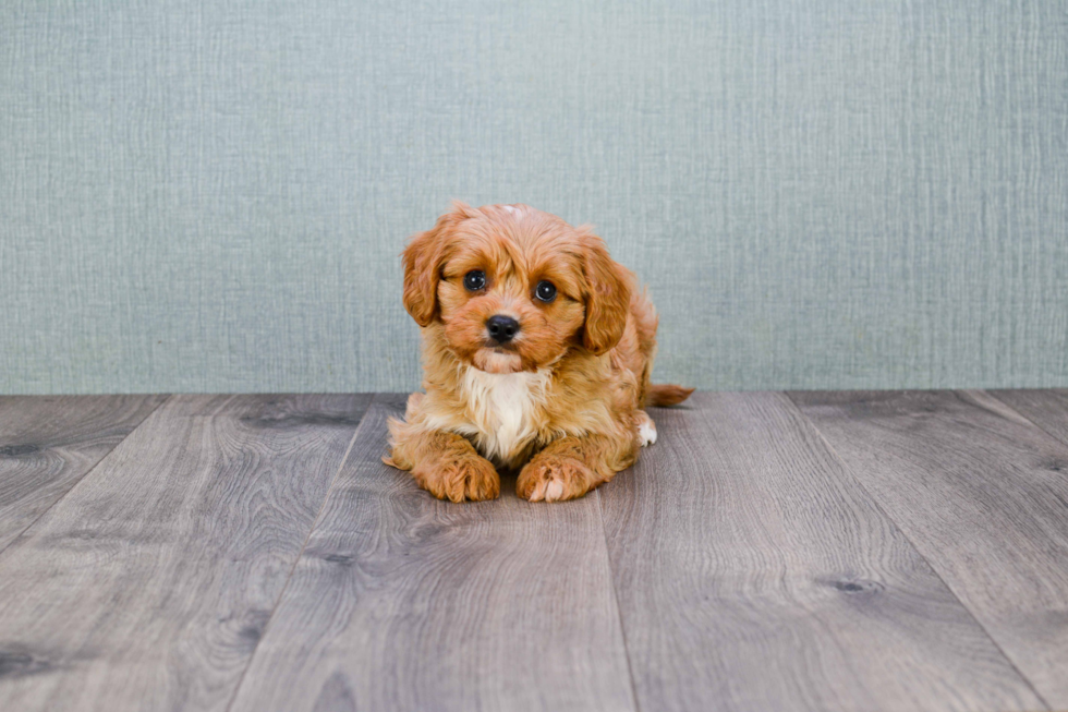 Best Cavapoo Baby