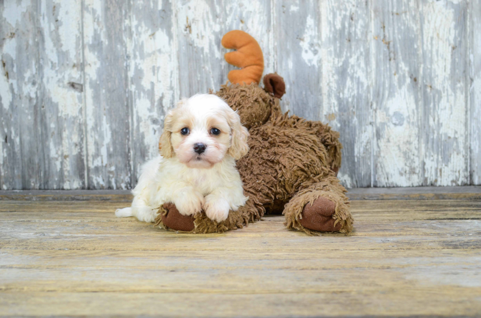 Small Cavachon Baby