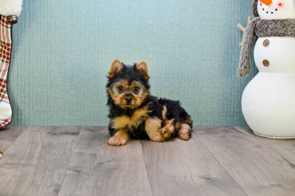 Meet Rebecca - our Yorkshire Terrier Puppy Photo 