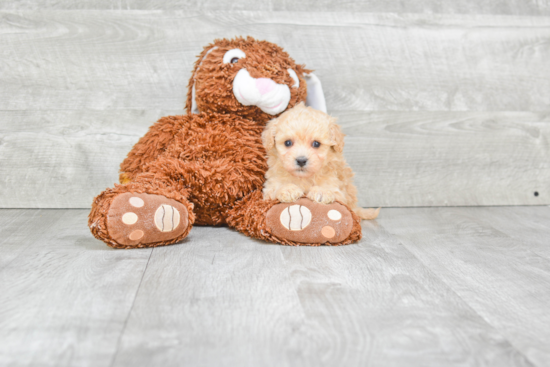 Fluffy Maltipoo Poodle Mix Pup