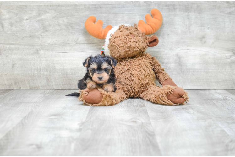 Friendly Morkie Baby