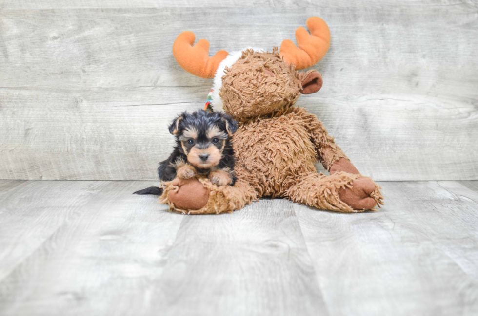 Friendly Morkie Baby