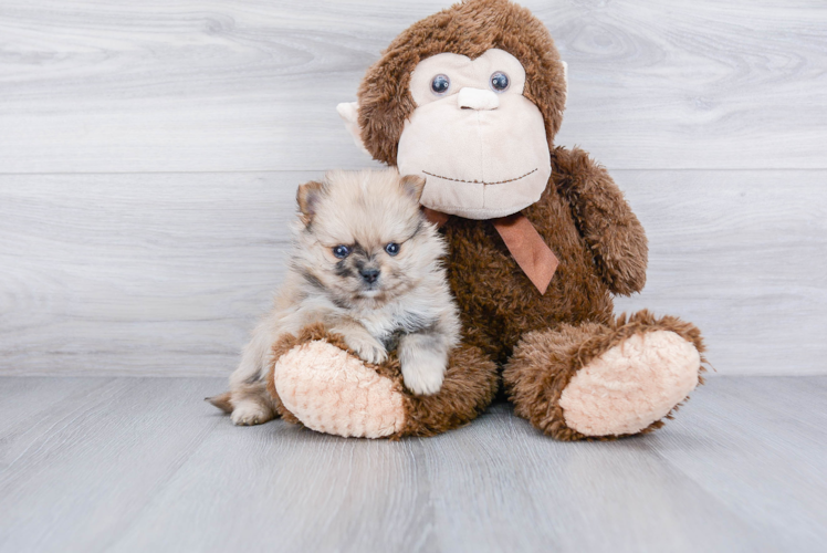 Playful Pomeranian Purebred Pup