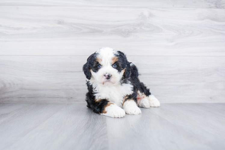 Cute Mini Bernedoodle Baby