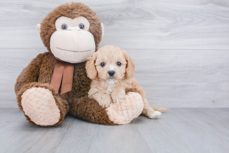 Playful Cavoodle Poodle Mix Puppy