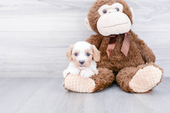 Fluffy Cavapoo Poodle Mix Pup