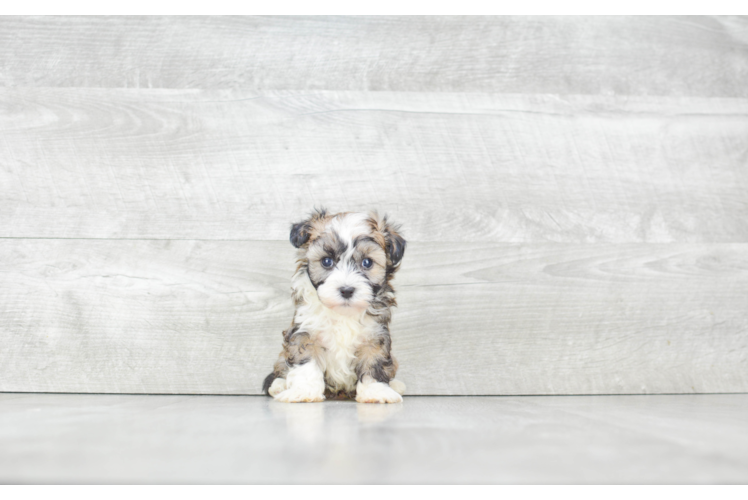 Akc Registered Havanese Purebred Pup