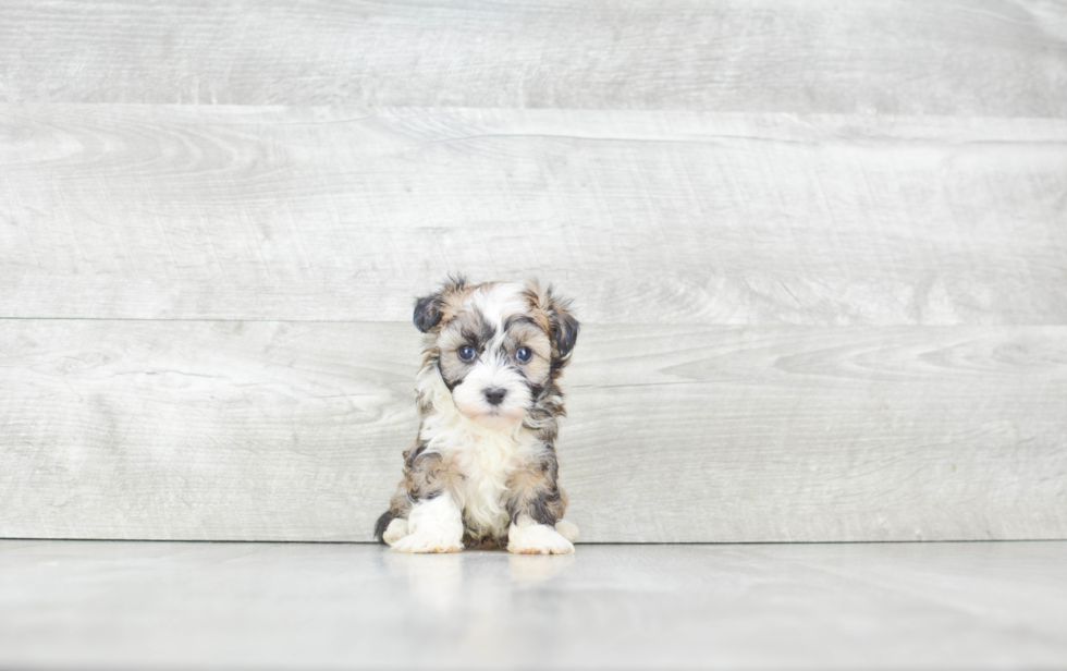 Akc Registered Havanese Purebred Pup